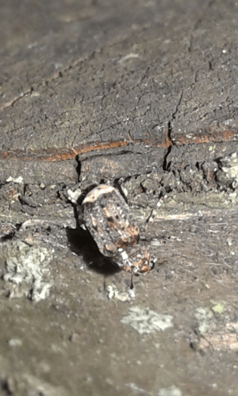 Anthribidae: Dissoleucas niveirostris? S.